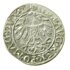 Zygmunt II August, Półgrosz 1558, Wilno - LI/LITVA (1206)