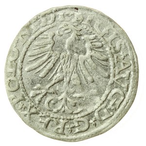 Zygmunt II August, Półgrosz 1564, Wilno - L/LITV (1217)