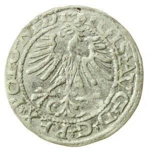 Sigismund II Augustus, Half-penny 1564, Vilnius - L/LITV (1217)