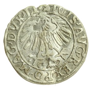 Sigismund II Augustus, Half-penny 1557, Vilnius - LI/LITVA (1220)