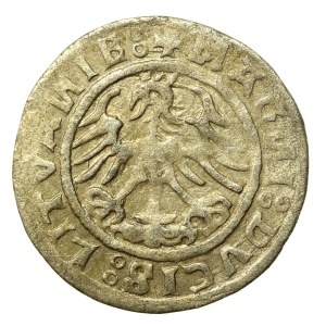 Zygmunt I Stary, Półgrosz 1520, Wilno - skrócona data 520. SIGISMUANDI (644)
