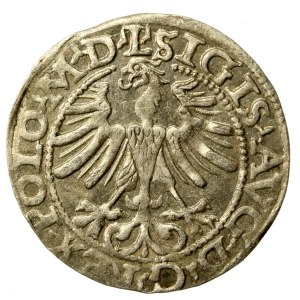 Sigismund II Augustus, Half-penny 1565, Vilnius - L/LITV (506)