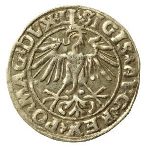 Zygmunt II August, Półgrosz 1550, Wilno - LI/LITVA (513)