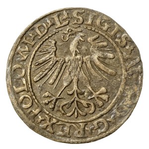 Sigismund II Augustus, Half-penny 1564, Vilnius - L/LITVA (858)