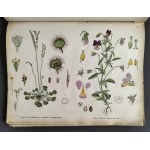 [Atlas Botaniczny] БОТАНИЧЕСКІЙ АТЛАСЪ sostawił N. Żiwotowskij. Cz.1 i 2. Sankt-Peterburg [1883-1887]