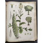 [Atlas Botaniczny] БОТАНИЧЕСКІЙ АТЛАСЪ sostawił N. Żiwotowskij. Cz.1 i 2. Sankt-Peterburg [1883-1887]