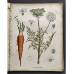 [Atlas Botaniczny] БОТАНИЧЕСКІЙ АТЛАСЪ sostawił N. Żiwotowskij. Cz.1 i 2. Sankt-Peterburg [1883-1887]