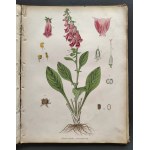 [Atlas Botaniczny] БОТАНИЧЕСКІЙ АТЛАСЪ sostawił N. Żiwotowskij. Cz.1 i 2. Sankt-Peterburg [1883-1887]