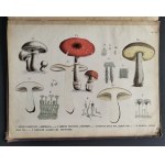 [Atlas Botaniczny] БОТАНИЧЕСКІЙ АТЛАСЪ sostawił N. Żiwotowskij. Cz.1 i 2. Sankt-Peterburg [1883-1887]