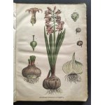 [Atlas Botaniczny] БОТАНИЧЕСКІЙ АТЛАСЪ sostawił N. Żiwotowskij. Cz.1 i 2. Sankt-Peterburg [1883-1887]