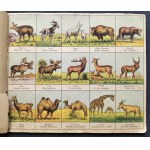 [Reklama] ATLASIK ZOOLOGICZNY z tekstem polsko-łacińskim do użytku szkolnego. Swoim młodym przyjaciołom w darze: Henryka Francka Synowie Fabryka Środków Kawowych S. A. SKAWINA kolo KRAKOWA. Kraków [1935]
