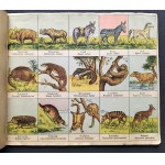 [Reklama] ATLASIK ZOOLOGICZNY z tekstem polsko-łacińskim do użytku szkolnego. Swoim młodym przyjaciołom w darze: Henryka Francka Synowie Fabryka Środków Kawowych S. A. SKAWINA kolo KRAKOWA. Kraków [1935]