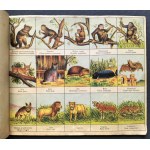 [Reklama] ATLASIK ZOOLOGICZNY z tekstem polsko-łacińskim do użytku szkolnego. Swoim młodym przyjaciołom w darze: Henryka Francka Synowie Fabryka Środków Kawowych S. A. SKAWINA kolo KRAKOWA. Kraków [1935]
