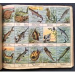 [Reklama] ATLASIK ZOOLOGICZNY z tekstem polsko-łacińskim do użytku szkolnego. Swoim młodym przyjaciołom w darze: Henryka Francka Synowie Fabryka Środków Kawowych S. A. SKAWINA kolo KRAKOWA. Kraków [1935]