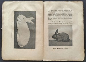 [Ed.2] GUTZMAN Z.[ofia] - KING. A HANDBOOK FOR BREEDERS. Warsaw [1922].