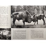 Białowieża - Wydawnictwo Popierania Turystyki, Warszawa 1936 [ Park Narodowy, Orbis Zakopane]