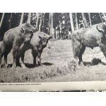 Mikulski A. - Ziemia Śląska - Wyd. Agencji Trzy Zagłębia , Katowice 1937 [ Górny Śląsk, Pszczyna, Bielsko, Cieszyn, Śląsk Cieszyński, fot. J. Bułhak i inni]