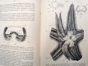 Nasbaum Joseph, Practical Zootomy with numerous engravings in the text - Warsaw 1908 [ Animal Anatomy].