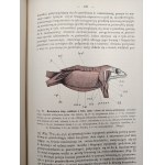 Nasbaum Józef, Zootomia Praktyczna z licznymi rycinami w tekście - Warszawa 1908 [ Anatomia zwierząt]