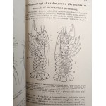 Nasbaum J. - Zoologia z 229 rycinami i 4 tablicami barwnymi, Lwów 1912