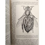 Nasbaum J. - Zoologia z 229 rycinami i 4 tablicami barwnymi, Lwów 1912