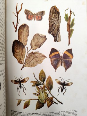 Nasbaum J. - Zoology with 229 engravings and 4 color plates, Lviv 1912