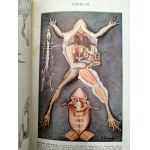 Nasbaum J. - Zoologia z 229 rycinami i 4 tablicami barwnymi, Lwów 1912