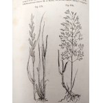 Schoedler Fryderyk - Botanika, przekład Bordau, wydanie drugie, z drzeworytami, Warszawa 1874 [ rolnictwo ]