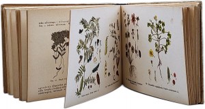 Schleyer E. - European plants - 72 color plates , Warsaw 1911 [ plant atlas ].