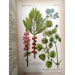 Dr. Wilhelm Medicus - Flora Niemiec - Ilustrowany atlas roślin, opisy roślin i instrukcje tworzenia zielników, Kaiserslautern ca. 1893 [ zioła, ziołolecznictwo]