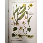 Dr. Wilhelm Medicus - Flora Niemiec - Ilustrowany atlas roślin, opisy roślin i instrukcje tworzenia zielników, Kaiserslautern ca. 1893 [ zioła, ziołolecznictwo]