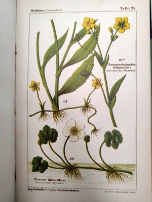 Dr. Wilhelm Medicus - Flora of Germany - Illustrated atlas of plants, descriptions of plants and instructions for making herbariums, Kaiserslautern ca. 1893 [ herbs, herbal medicine].