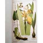 Dr. Wilhelm Medicus - Flora Niemiec - Ilustrowany atlas roślin, opisy roślin i instrukcje tworzenia zielników, Kaiserslautern ca. 1893 [ zioła, ziołolecznictwo]