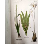 Dr. Wilhelm Medicus - Flora Niemiec - Ilustrowany atlas roślin, opisy roślin i instrukcje tworzenia zielników, Kaiserslautern ca. 1893 [ zioła, ziołolecznictwo]