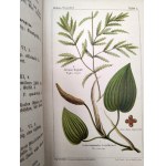 Dr. Wilhelm Medicus - Flora Niemiec - Ilustrowany atlas roślin, opisy roślin i instrukcje tworzenia zielników, Kaiserslautern ca. 1893 [ zioła, ziołolecznictwo]