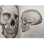 Rauber - Kops - Podręcznik i Atlas Anatomii Człowieka w trzech tomach, Lipsk 1940
