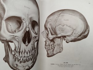 Rauber - Kops - Manual and Atlas of Human Anatomy in three volumes, Leipzig 1940