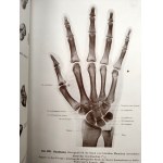 Rauber - Kops - Podręcznik i Atlas Anatomii Człowieka w trzech tomach, Lipsk 1940