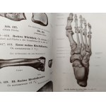 Rauber - Kops - Podręcznik i Atlas Anatomii Człowieka w trzech tomach, Lipsk 1940