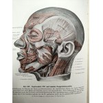 Rauber - Kops - Podręcznik i Atlas Anatomii Człowieka w trzech tomach, Lipsk 1940