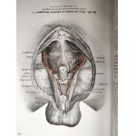 Rauber - Kops - Podręcznik i Atlas Anatomii Człowieka w trzech tomach, Lipsk 1940