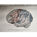 Rauber - Kops - Podręcznik i Atlas Anatomii Człowieka w trzech tomach, Lipsk 1940