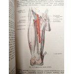 Dr. Adam Bochenek- Anatomia Człowieka - podręcznik - Tom I-III, Kraków 1924
