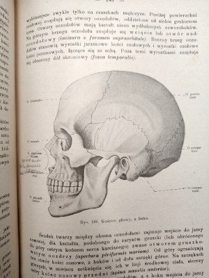 Dr. Adam Bochenek- Anatomy of a Human being - textbook - Volume I-III, Krakow 1924