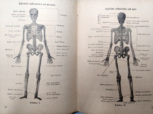 Moscow W. - Pocket Anatomy - 62 illustrations and 7 plates, Lodz 1949
