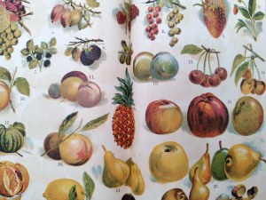 Maria Ochorowicz Monatowa -Universal Cookbook, with illustrations and color plates, Lviv ca. 1927
