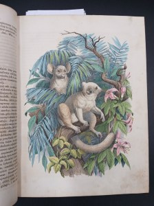 BOOK OF THE WORLD - NEWS OF NATURAL SCIENCES, STORYI OF COUNTRIES AND PEOPLES,[...]TRAVEL, DESCRIPTIONS OF INTERESTING LOCALITIES. WÓD SŁYNNIEJSZYCH [...] WARSAW 1852 parts one and two.