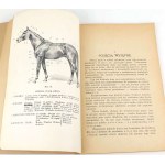 GRABOWSKI- POKRÓJ KONIA [hodowla koni] wyd. 1929r.