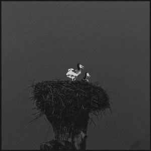 Darja Kaliada, Storks