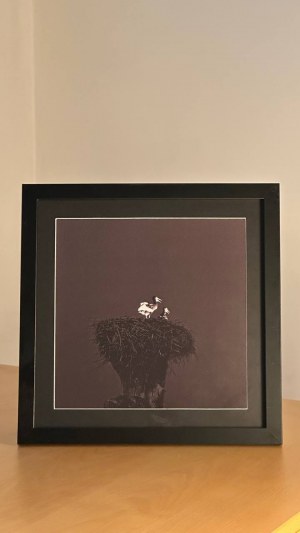 Darja Kaliada, Storks
